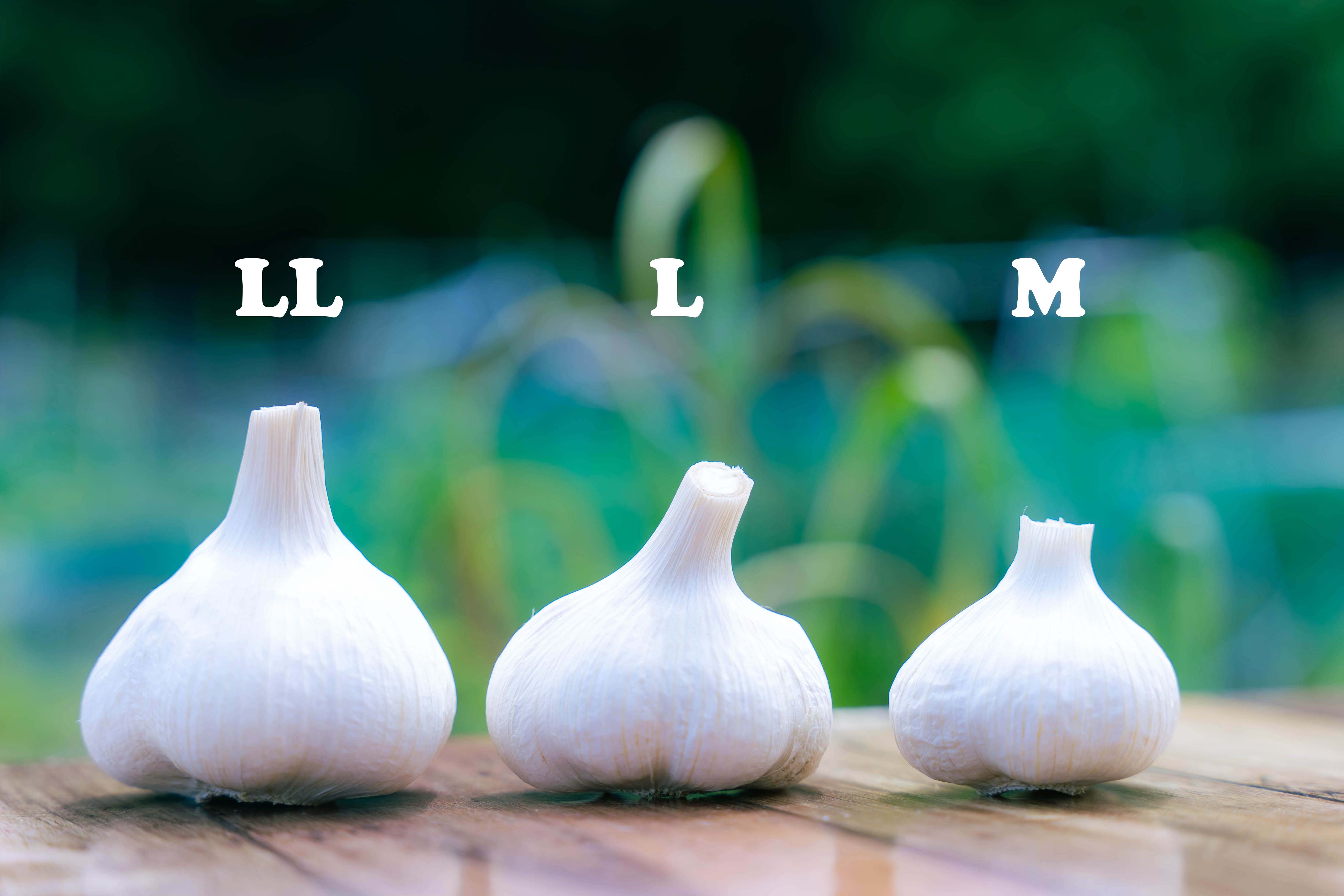 ヒロシのにんにく